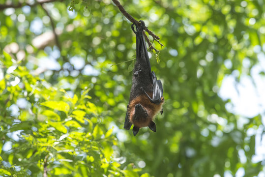 Bat hanging on a tree branch ( Lyle's flying fox)