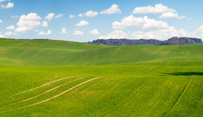 autumn on the fields in Germany, green winter chestnut, blue sky and colorful leaves on the trees