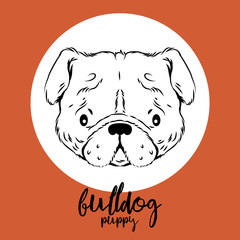 bulldog head isolated on white background. Vector illustration, design element for cards, banners and flyers.