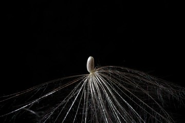 Thistle Seed