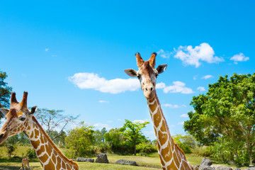 giraffes in the zoo safari park. Beautiful wildlife animals - obrazy, fototapety, plakaty
