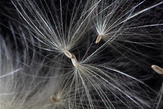 รูปภาพPappus เลือกดูภาพถ่ายสต็อก เวกเตอร์ และวิดีโอ3,344 Adobe Stock