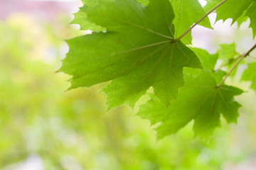 Autumn green maple leaves on a tree branch