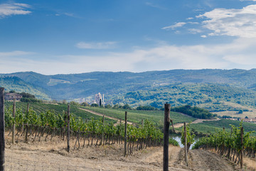 Fototapeta na wymiar Vineyards in Chianti