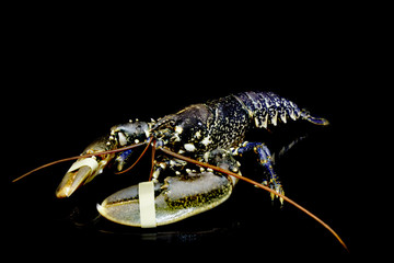Blue lobster