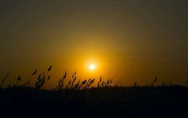 Golden sunset over the reeds