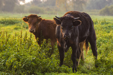 young bulls in the morning light on the pasture