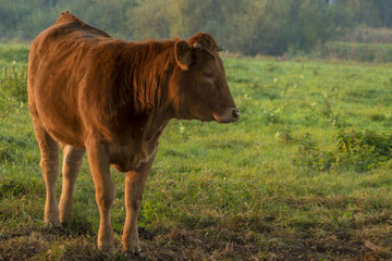 young bull in the morning light on the pasture