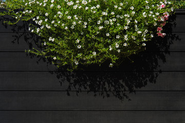 White flowers hanging on black wood wall of street cafe with copy space