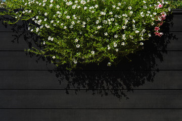 White flowers hanging on black wood wall of street cafe with copy space