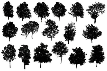 Collection Of Silhouette Of tree Isolated On White Background