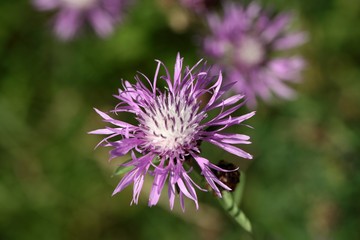 Brown Knapweed (Centaurea jacea).