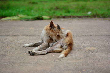 a local brown dog lying down on concrete road and cleaning itself