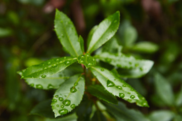 Gotas de lluvia sobre hoja