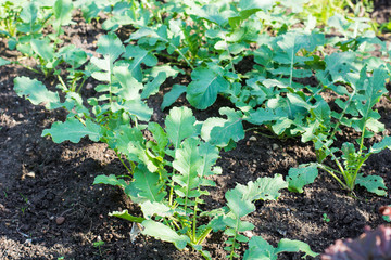 Daikon or radish growing in the garden