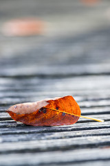 Buntes Blatt im Herbst, liegend auf Holz, Textfreiraum 