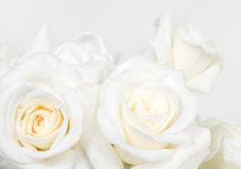 Fototapeta premium White rose background