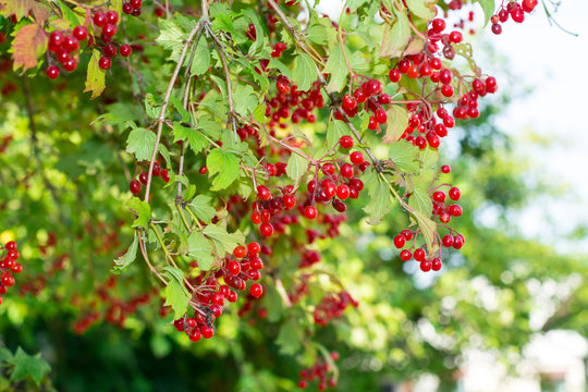 Clusters of red viburnum on branches