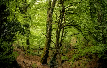 Papier Peint photo Arbres dans les bois, en automne avec des feuillages tombés