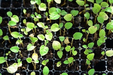 the young green  tree in the plastic  tray for planting