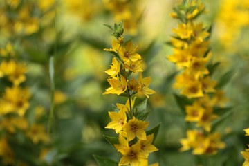 Spotted loosestrife (Lysimachia punctate).