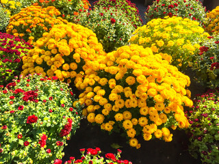 Bush of bright colorful chrysanthemum