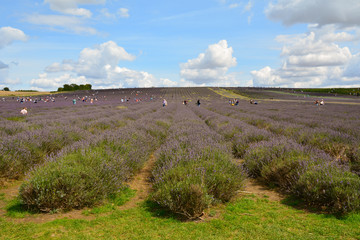 People taking cuttings of Lavendula or Lavender Flowers in fields in Hitchin Hertfordshire England