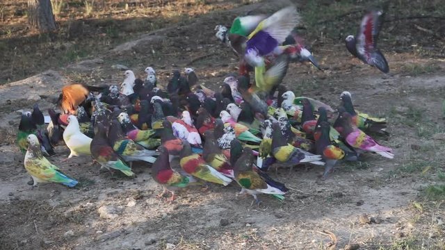 Colombine pigeon competition on the ground, slow-motion