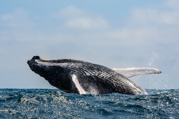 Naklejka premium Humpback Whale jumping in Puerto Lopez, Ecuador