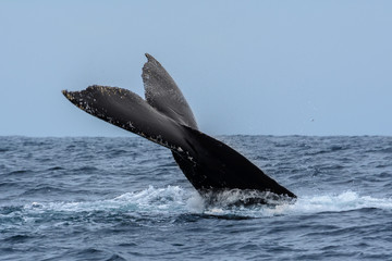 Fototapeta premium Humpback Whale in Machalilla national park, Ecuador