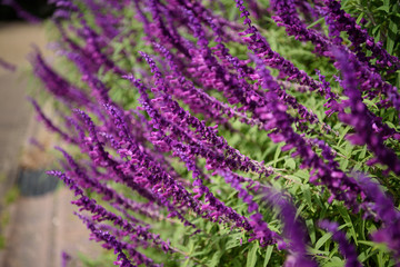 サルヴィア　レウカンタ