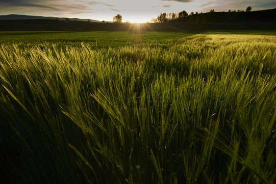 Greenery wheat field at sunset