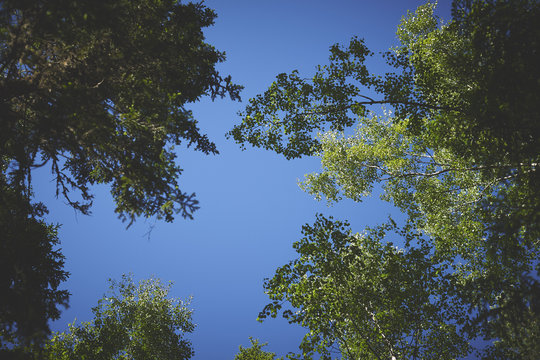 Low Angle View Of Trees Against Blue Sky