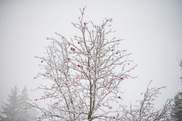 Fototapeta na wymiar Winter trees, snowing