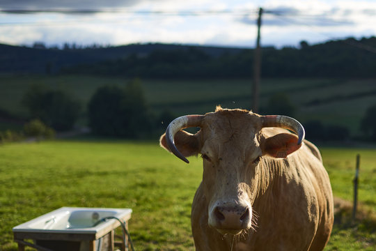 A blonde cow in a farm