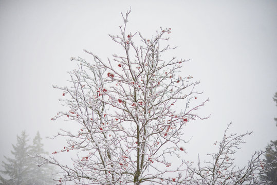 Winter trees, snowing