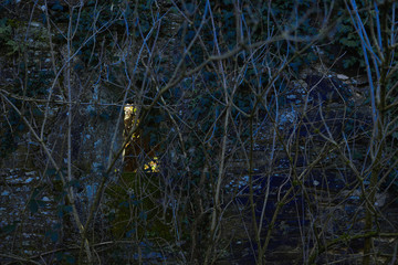 A light window in an Abandoned house covered in ivies