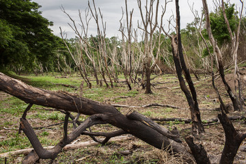 After Forest Fire