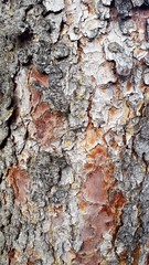 wood texture
