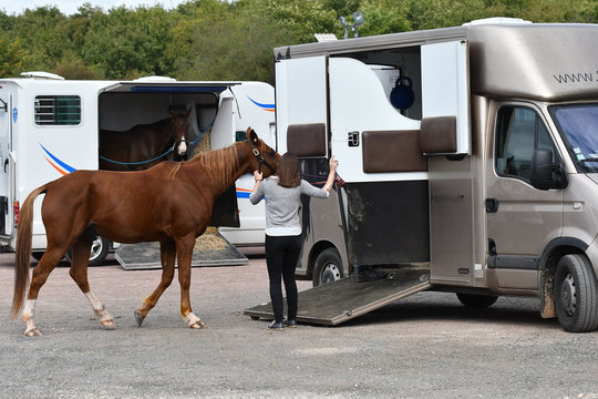 Fototapeta cheval de course