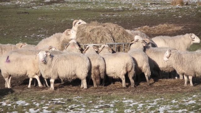 A herd of sheep feeding in a field in winter.