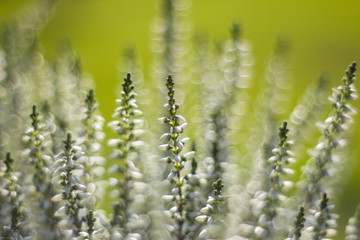 Autumn heather with bokeh