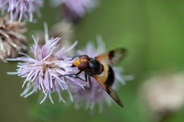 The Hoverfly Volucella pellucens