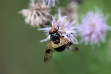 The Hoverfly Volucella pellucens