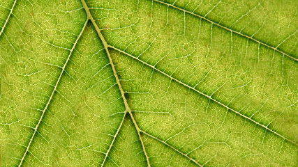Fototapeta na wymiar Green leaf macro and veins details. Ecology concept background. Empty copy space for Editor's text.