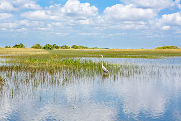 Florida wetland, Airboat ride at Everglades National Park in USA.