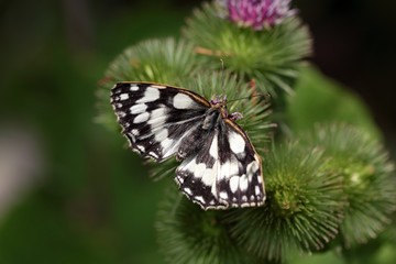 Marbled White, Melanargia galathea