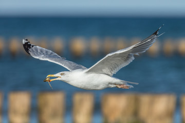 Möwe mit krabbe im flug