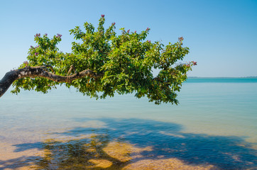 Beautiful landscape of tree growing over ocean at beach of Bijagos island Bubaque, Guinea Bissau,...