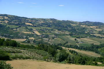 Landscape in Romagna at summer: vineyards